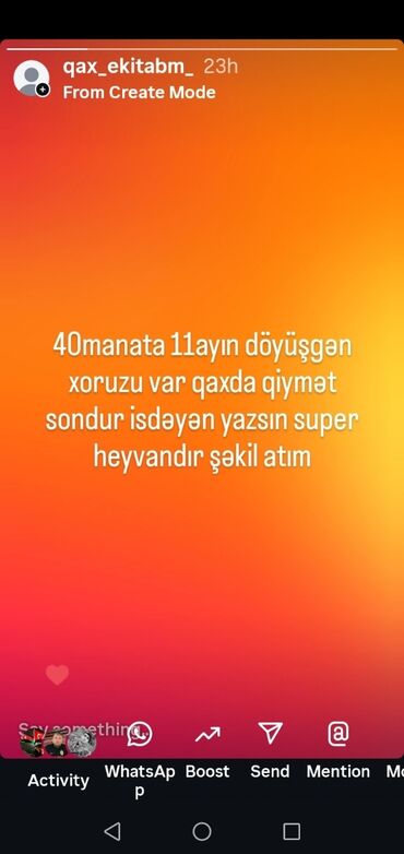 Кошки: Super döyüşgen xoruzdu 11ayındı İSDEYEN nömreye yazsın qaxdadır