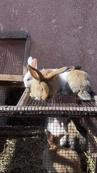 кролики сокулук: Сатам | Коёндун бөжөктөрү | Көбөйтүү үчүн — 3
