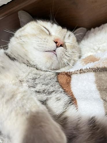 Находка и пропажа кошек: Пропала : Беспородная, Девочка — 10