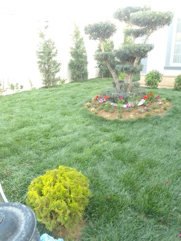 Şitillər: Qazon satışı enli yarpaq danimarka toxumuyla əkilmə qazon satışını -da lalafo.az — 3 Şitillər: Qazon satışı enli yarpaq danimarka toxumuyla əkilmə qazon satışını — 3