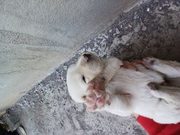 купить чистокровную немецкую овчарку: Алабай 2 недельный хороший продам ток хорошие в руки