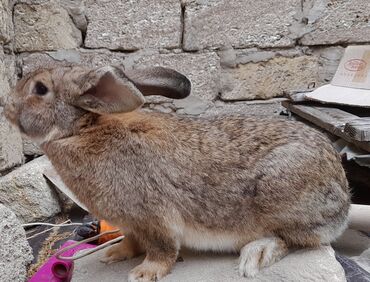 ereb dovşanı: Salam.temiz velkandi bir cut ana ata 5 balasi ile birge100di tek