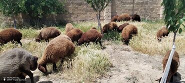 qoyun qala: Quzu, Erkək, Qala, ay: 1, 35 kq, Damazlıq, Ətlik, Ünvandan götürmə