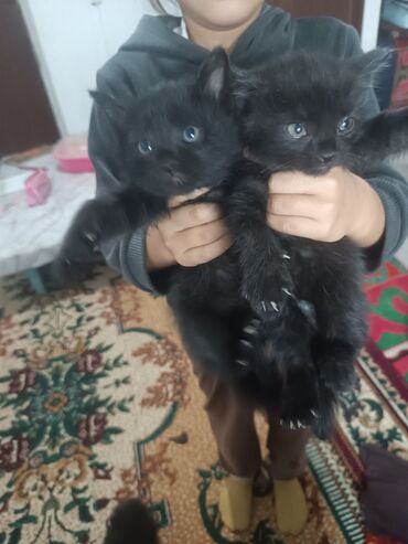 сколько стоят вислоухие кошки: Отдам маленьких котят 1.5 месяц к лотку приучены чистые