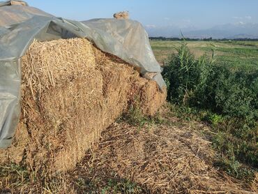 немецкая овчарка ош: Сатылвт (Продаю) арпа шоро камыш
100шт