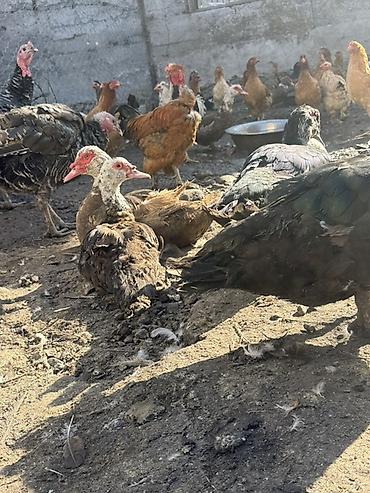 питомник собак бесплатно: Срочно Мускусные утки (индоутки) — племенная домашняя птица для — 2