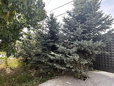 растительный грунт купить: Ель голубая (Picea pungens), декоративные уличные деревья Высота 5 — 2