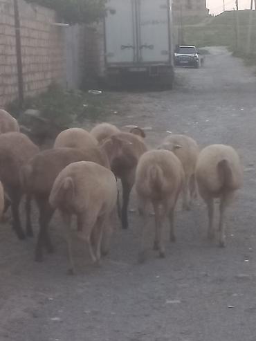 cins piwikler: Salam 20 heyavandı 1ədədi erkək qoç 2dənədə erkək toxlu 17 dişi — 6