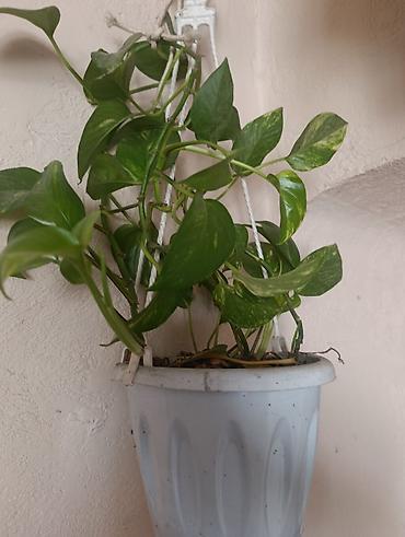 Эпипремнумы и сциндапсусы: Эпипремнум - Разновидности: зелёно-пёстрые формы (золотистая и — 8