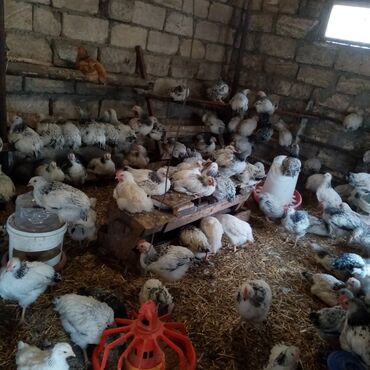 Toyuqlar: Serebrist və f6 cücələri tam sağlam ev şəraitində saxlanılan xoruz və — 9