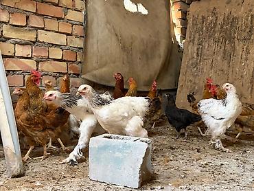 сумка для собак: Продаю | Куры | Брама, Кучинская | Для разведения — 4