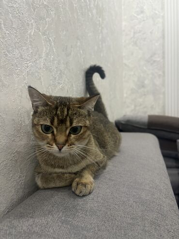короткошерстная британская кошка: Абиссинская, 3 года, Девочка, Биколор, С документами, С прививками, Метис