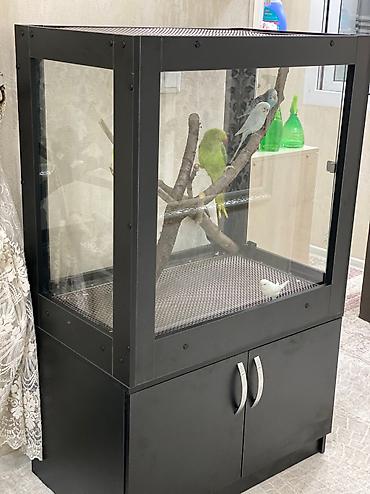 попугай бесплатно: Террариум для попугаев и животных( аквариум) — 4