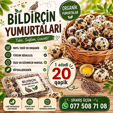 bıldırcın eti satışı: Yapon bildirçin yumurtalrinin satişi — 1