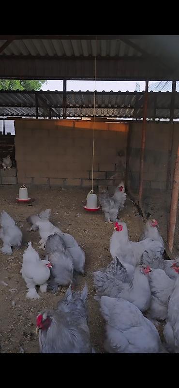 toyuq xoruz: Toyuq, Brama, Damazlıq — 2