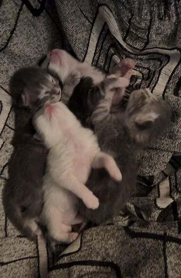 pomeranian alman spitz: Gözəl balaca pişik balaları - Rənglər: boz-ağ qarışıq, bəzilərində ağ — 1