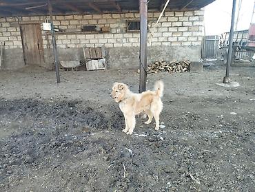 heyvanlara verilen adlar: Qoruyucu it – uzun tüklü, orta ölçülü, qızılı-krem rəngdə - — 2