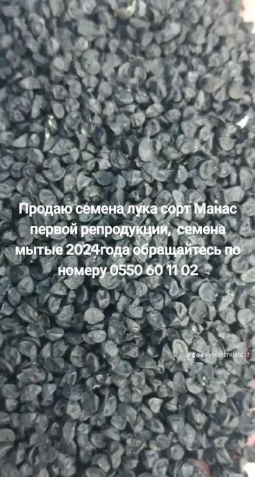 саженцы сортовой клубники: Продаю семена лука сорт Манас, семена 2024 года семена мытые