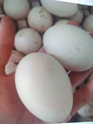Птицы: Продаю инкубационные яйца индоуток. хороший процент вылупляемости . по