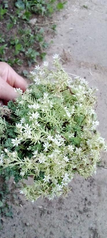 seme jagode: Sedum (supervivum) u saksiji – niskorastući sukulentni pokrivač tla sa — 2