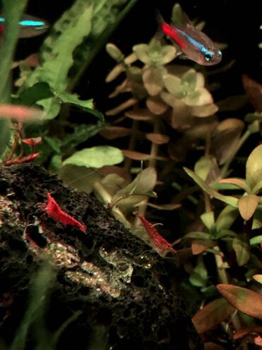 золотая шиншилла купить: Sağlam və aktiv krivetkalar satışdadır. Bitkili akvarium üçün