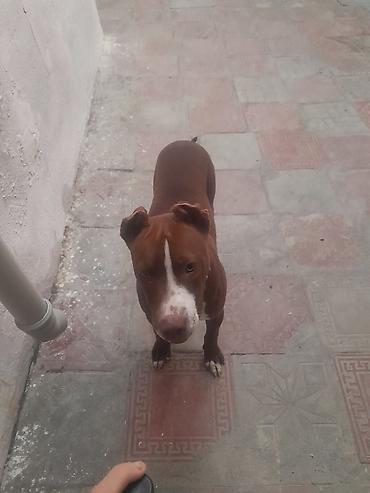 Pitbul, 5 ay, Dişi, Ünvandan götürmə