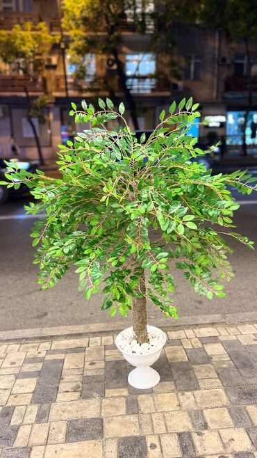 Ağaclar: Depodan bir basa satis 70azn baslayan dekarativ suni agaclar topdan — 21