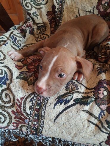 İtlər: Pitbul, 1 ay, Dişi, Sənədli, Ünvandan götürmə, Pulsuz çatdırılma