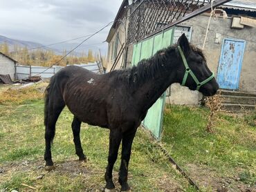 молочное оборудование: Продаю | Конь (самец) | Рабочий | Племенные