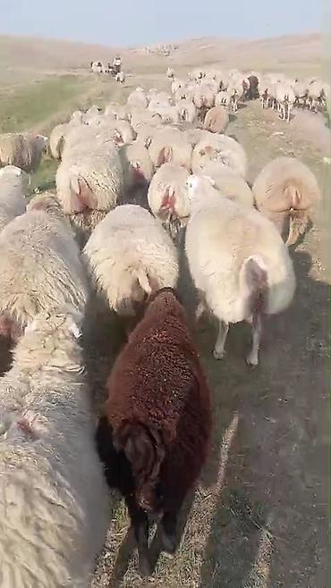 at satışı gəncə: Dişi, il: 1, Damazlıq, Pulsuz çatdırılma — 4