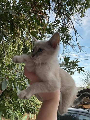 кошки свинкс: Отдам даром кошку-котенка в добрые руки! Они с голубыми глазами и — 4