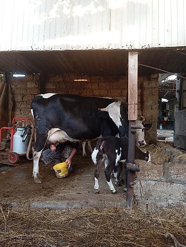 mal bazarı: Birinci qarna dişi buzovla ivanovqa satılır 12 l sud verir unvan bine — 8