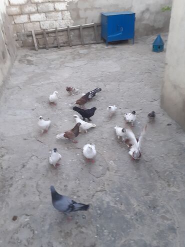 danişan quş: 15ededdir biri 4manatdan