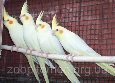 домашние попугаи корелла: Продаются попугаи Корелла!!!!!разный возраст!! Большой выбор!!!!
