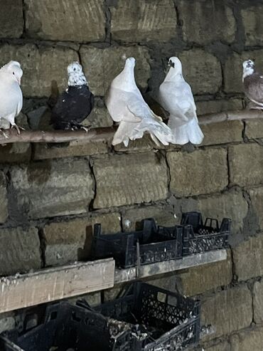 Göyərçinlər: Ev göyərçinləri dekorativ və uçuş üçün. - Rənglər: ağ, qara‑ağ — 1