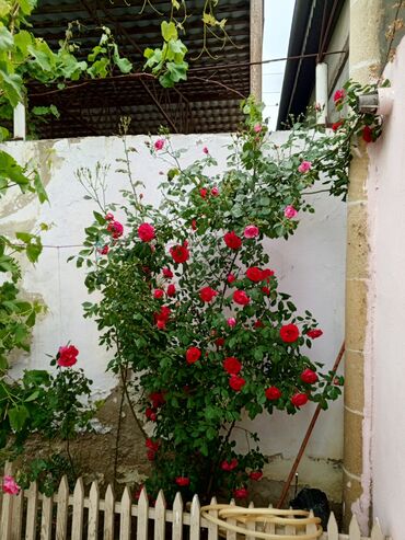 Həyət evləri və villaların satışı: Hövsan qəs. 4 otaqlı, 120 kv. m, Kredit yoxdur, Yeni təmirli -da lalafo.az — 15 Həyət evləri və villaların satışı: Hövsan qəs. 4 otaqlı, 120 kv. m, Kredit yoxdur, Yeni təmirli — 15