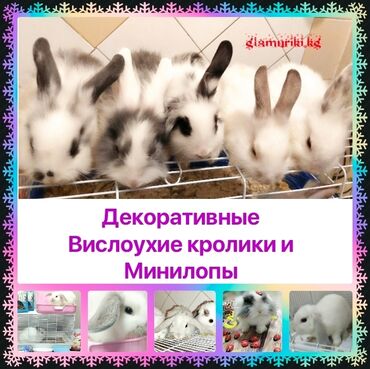 Игрушки: ♥️🐰♥️ Декоративные карликовые кролики. Вислоухие кролики . Цвет белый