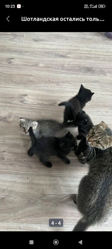 отдам в хорошие руки породистых котят: Отдам даром всех котят большую и 3 ое чёрных котят
