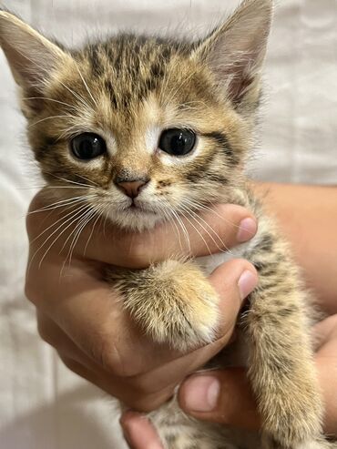 кошка: 1 месяц, Девочка