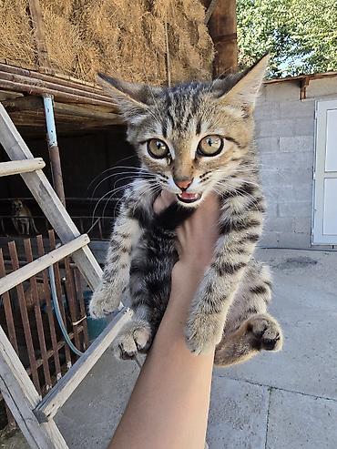 Котёнок, полосатый табби - Порода: домашняя короткошёрстная (окрас