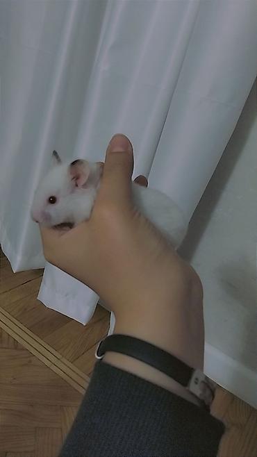 hamster satışı: 7 bala və 1 böyük hamster satılır. Qəfəs yalnız böyük hamsterlə — 1