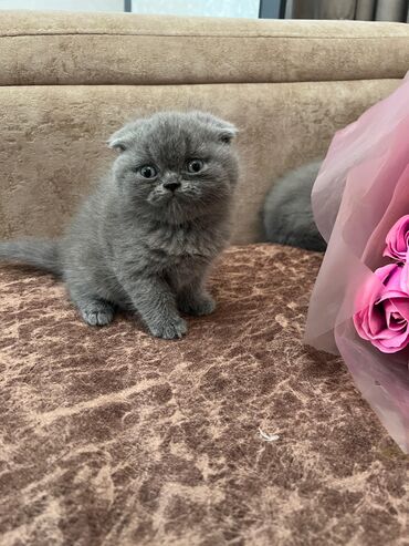 Pişiklər: Şotland yastı qulaq, Erkək, Dişi, Yaxşı əllərə, Ünvandan götürmə, Pulsuz çatdırılma, Ödənişli çatdırılma — 241