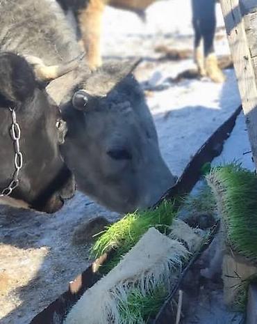 Микрозелень: Гидропоника, корм для скота (зелень пшеницы и ячменя) Цена договорная — 8