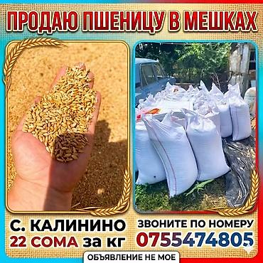 мешками: Пшеница в мешках тритекалий - Цельное зерно пшеницы, фасованное в — 1