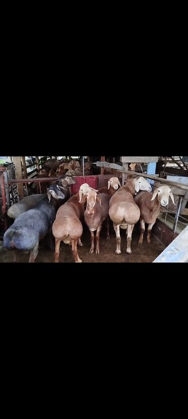 Бараны, овцы: Продаю | Баран (самец) | Арашан | Для разведения | Осеменитель