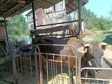 Животные: Продаю | Корова (самка) | Для молока | Привязанные — 2
