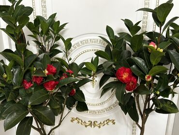анти скотч: 🌺 Продаётся цветущее растение Камелия (Camellia) 🌺 Высота: 130 см