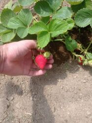 Şitillər: Murano çiyələk stilləri satılır .ilboyu məhsul dərmey olur .isdixana — 5