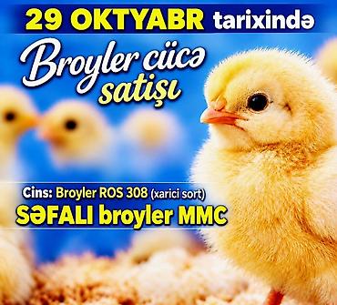 it satisi: Toyuq cücələri, Ətlik — 2