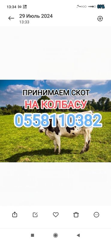 продаю карова: Куплю | Коровы, быки, Лошади, кони, Другие с/х животные | Круглосуточно, Любое состояние, Забитый